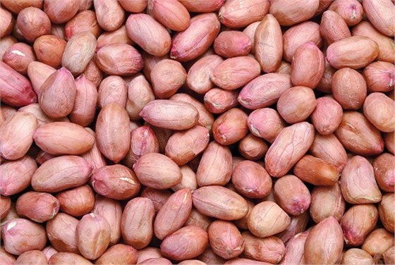 天津港进口花生包干清关代理 天津港进口花生包干清关代理