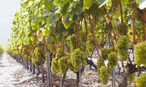 葡萄进口报关 葡萄进口报关