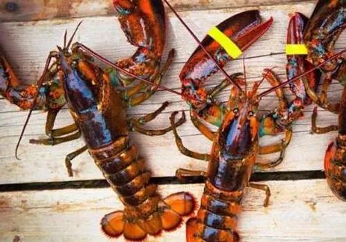 澳洲龙虾进口报关代理