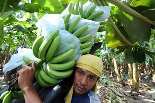 菲律宾香蕉进口代理公司