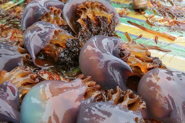 海蜇 (2) 海蜇 (2)