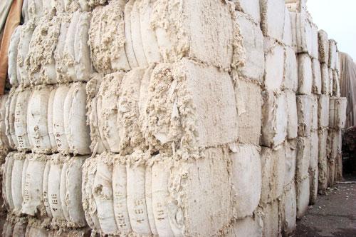 棉短绒 (2) 棉短绒 (2)