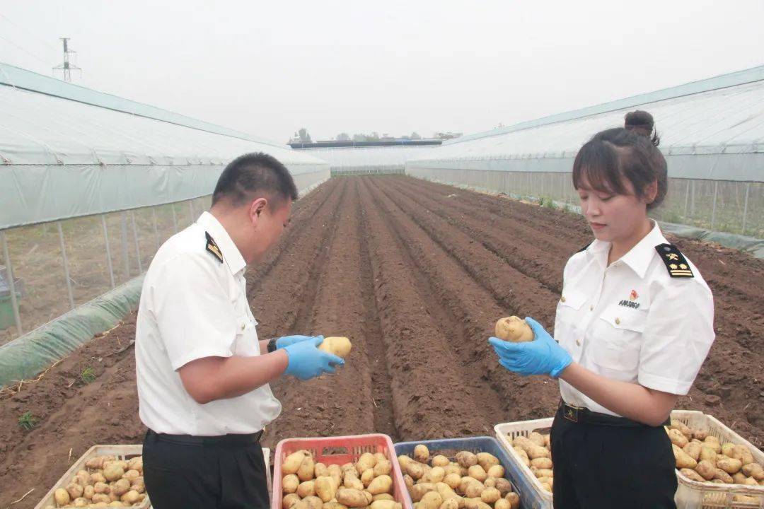 土豆出口 土豆出口