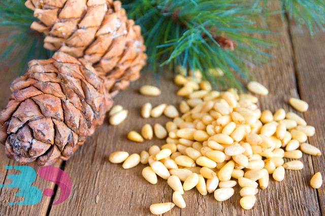 松子 (2) 松子 (2)