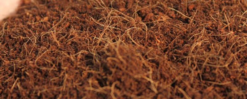 椰糠 (2) 椰糠 (2)