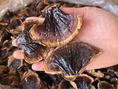 灵芝 (1) 灵芝 (1)